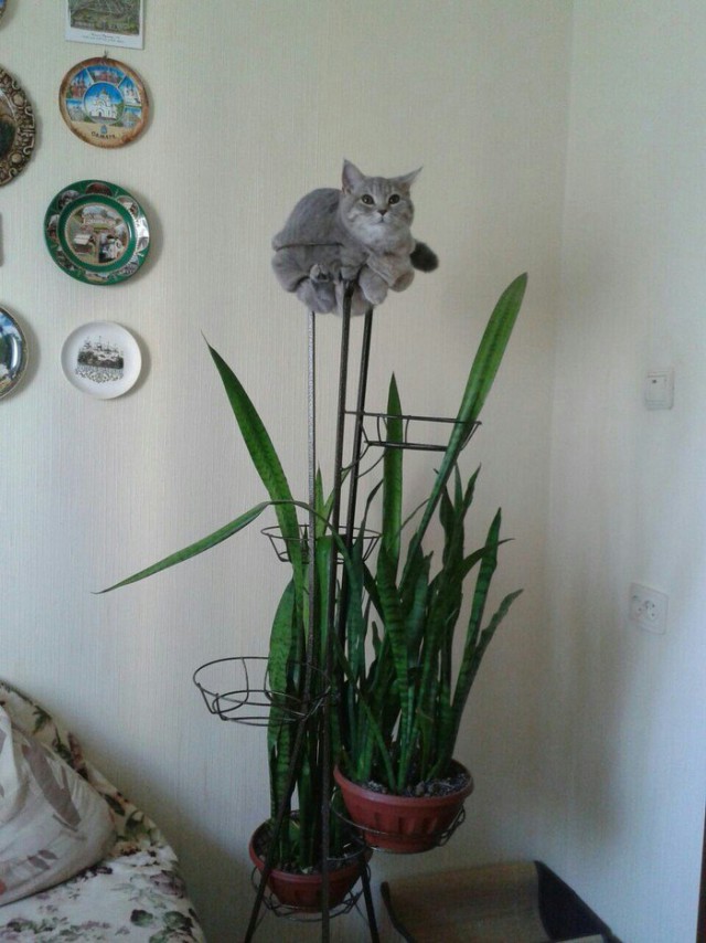 24 кота, которые подняли дерзость на новый уровень