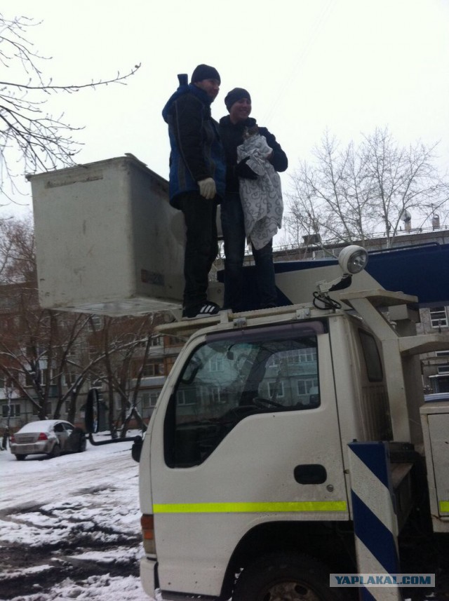 Омичи «скинулись» на автовышку, чтобы спасти просидевшего сутки на дереве кота