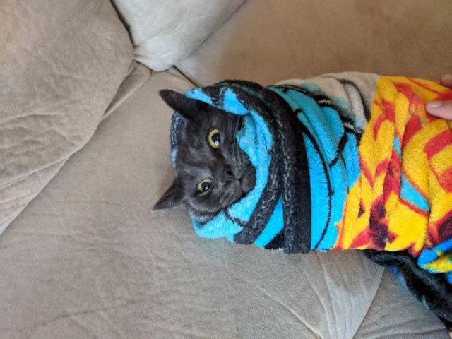 Коты и Кошки