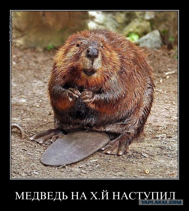 Как доставали бобра