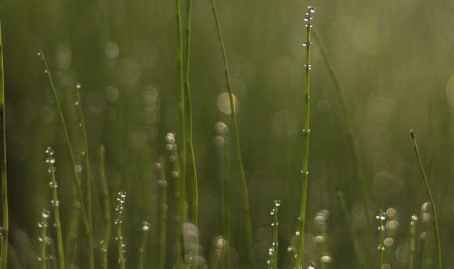 Просто Природа