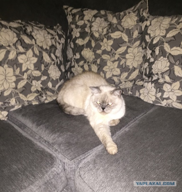 Котовторник 20.02.18