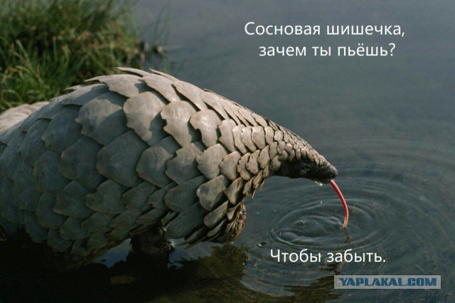 Пора немного тупануть!