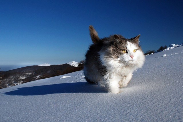 Кот без прикрас
