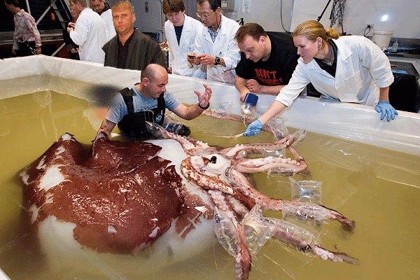 Новозеландские ученые изучают гигантского кальмара