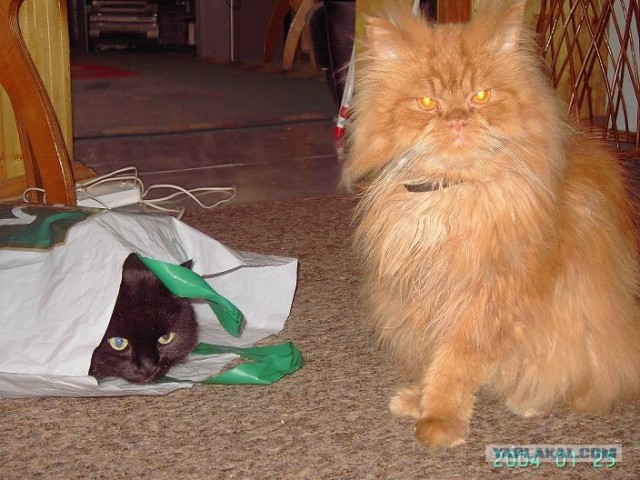 УРРААА ! Котовторник на ЯПлакалъ !