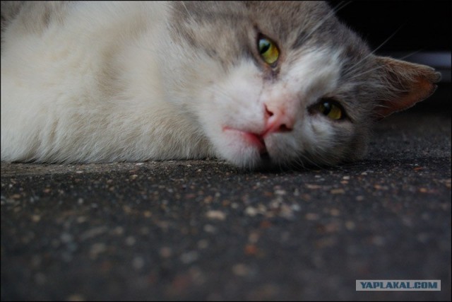 Уррааа! Котомет на ЯПлакалъ.