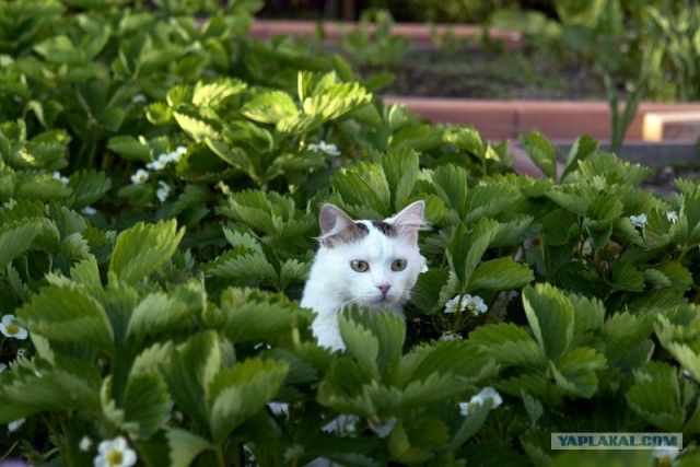 Котовторник на вторник! (30.09.2008)