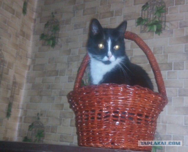 Почему кошки так любят коробки?