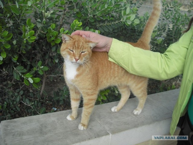 Котовторник начался