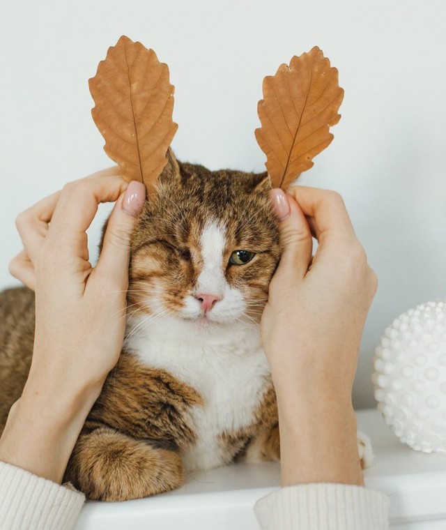 Прикольных котов пост