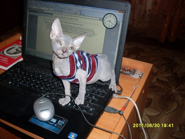 Котовторник в "КотоГетто"