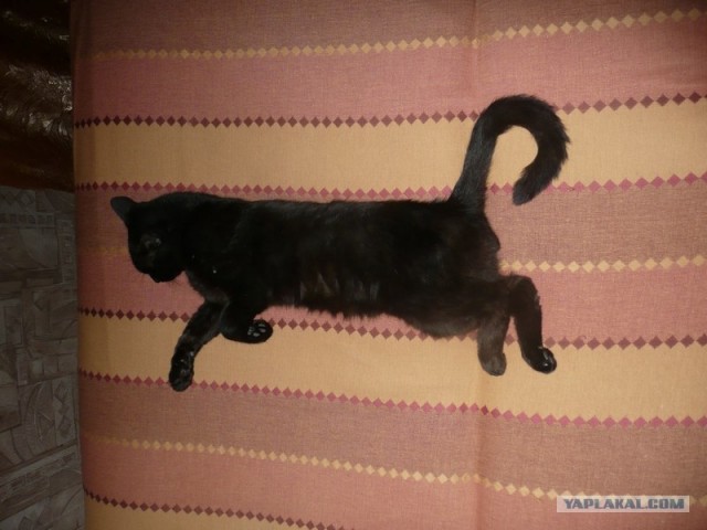 Котовторник (начало в супермаркете!)
