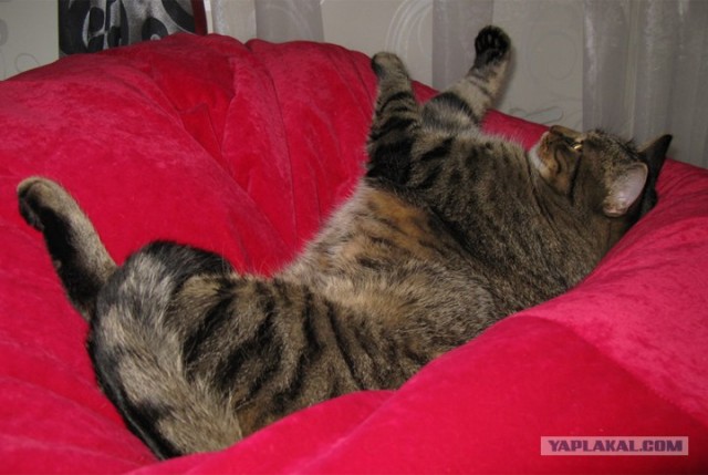 Котовторник 17 января