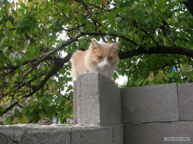 Котовторник (31.01.2012)