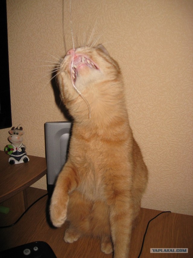Котовторник (07.02.2012)