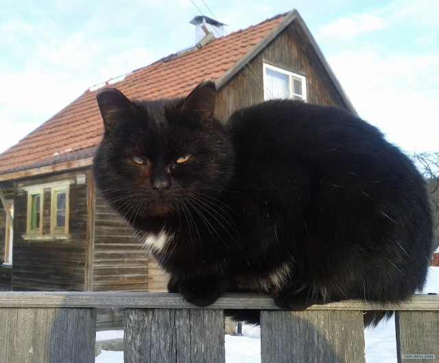 Котовторник 27.03.2012