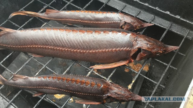 Ещё раз про Коктал.