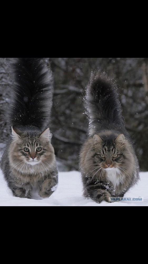 Зимние коты