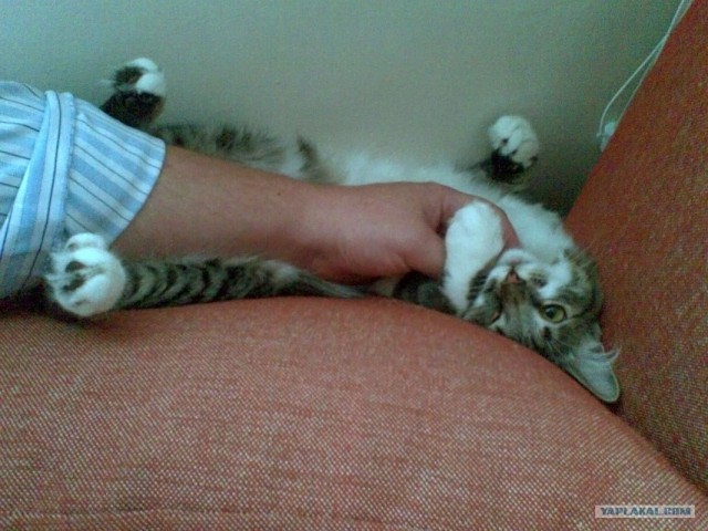 Котовторник 31.07.2012 г.