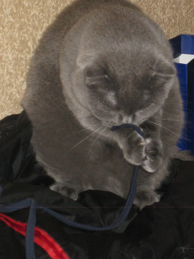 Котовторник  28.08.12