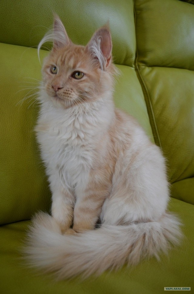 Котовторник 29.01.2013