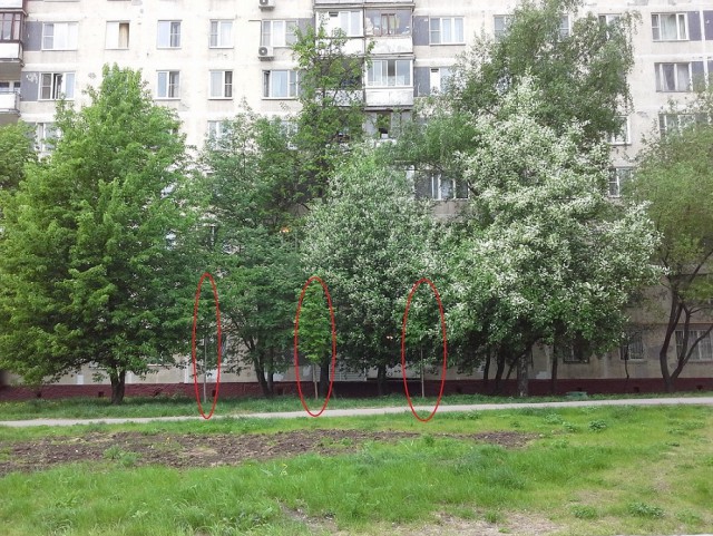 Родил-посадил!