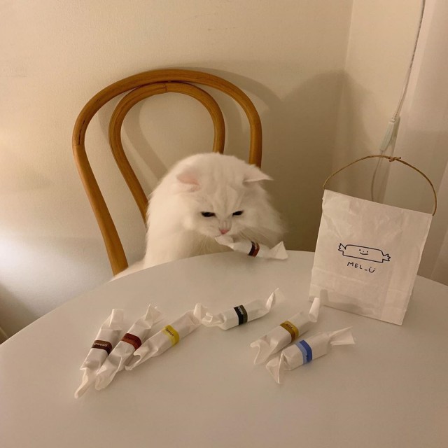 Коты из сети