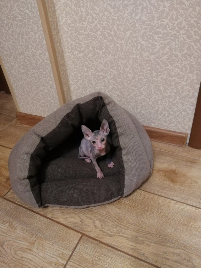 Котофеев пост