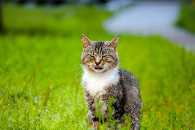 Котофеев пост