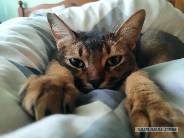 Кот и живот