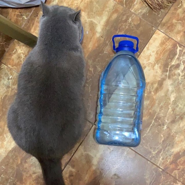 Котовторник. Знакомьтесь, Мася