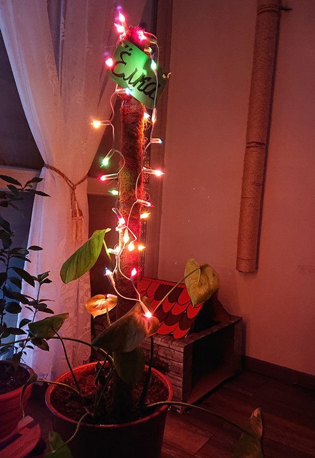 Кот, который не любит Новый год