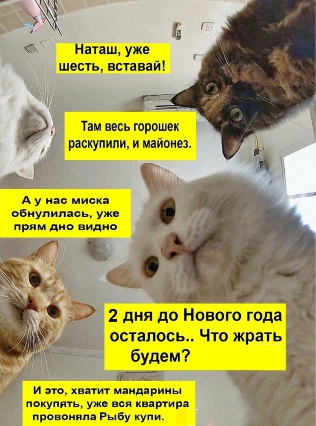 Коты они такие
