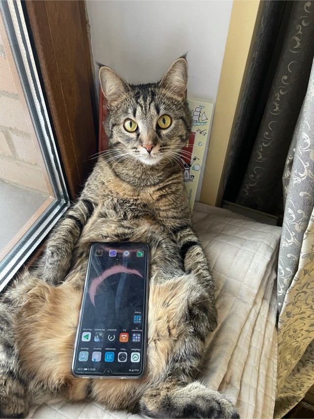 Котовторник. Добавляйте своих