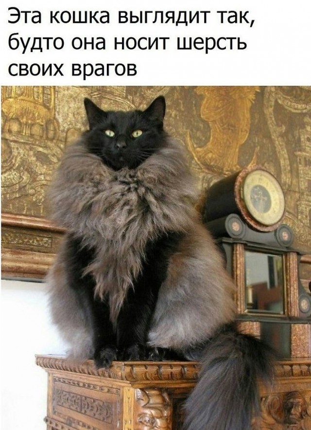 Картинки с надписями и котами