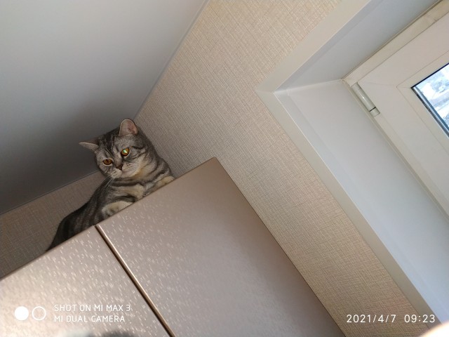 Котовторник!