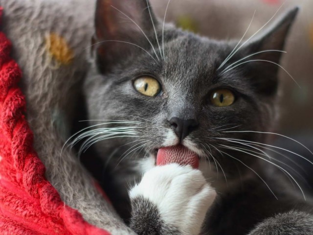 Разные котики