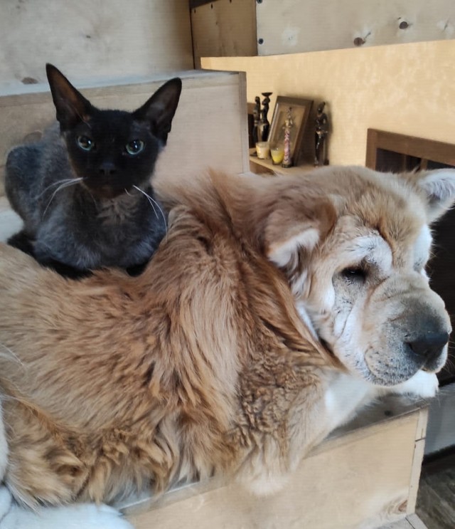 День кота.