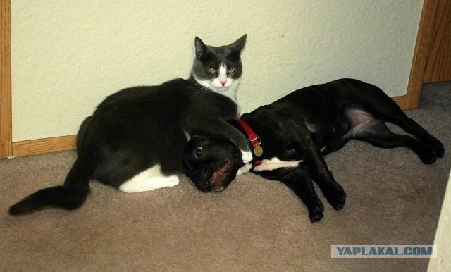 Котики в беде