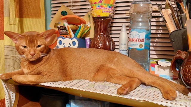 А вот и котовторник 24.05.2022