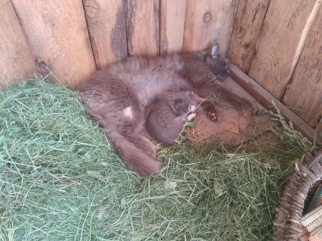Кот притащил котёнка
