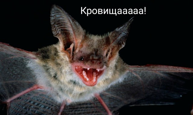 Коооочет!!!