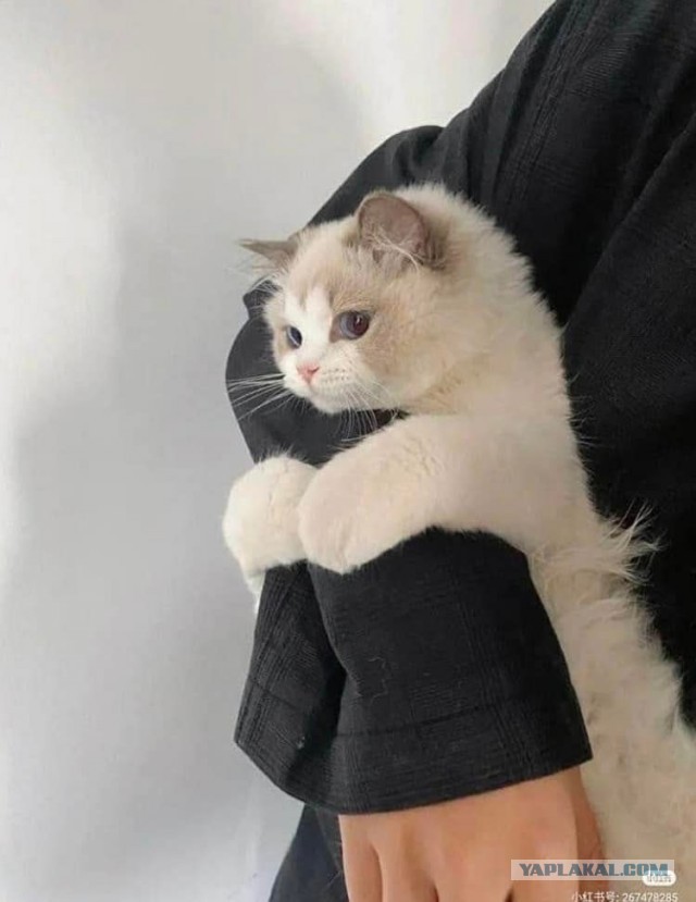 Особенная кошка
