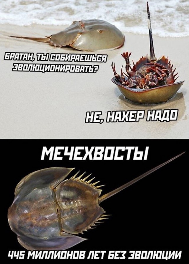 Картинки и мемы, всем хороших выходных