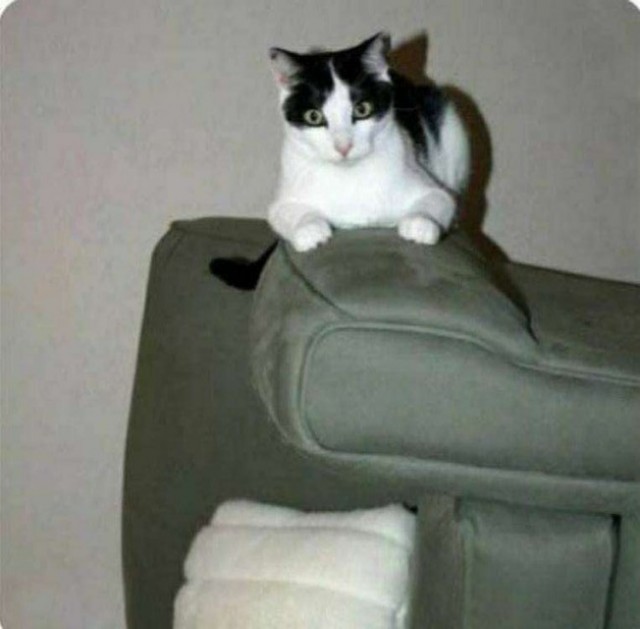 Коты и физика