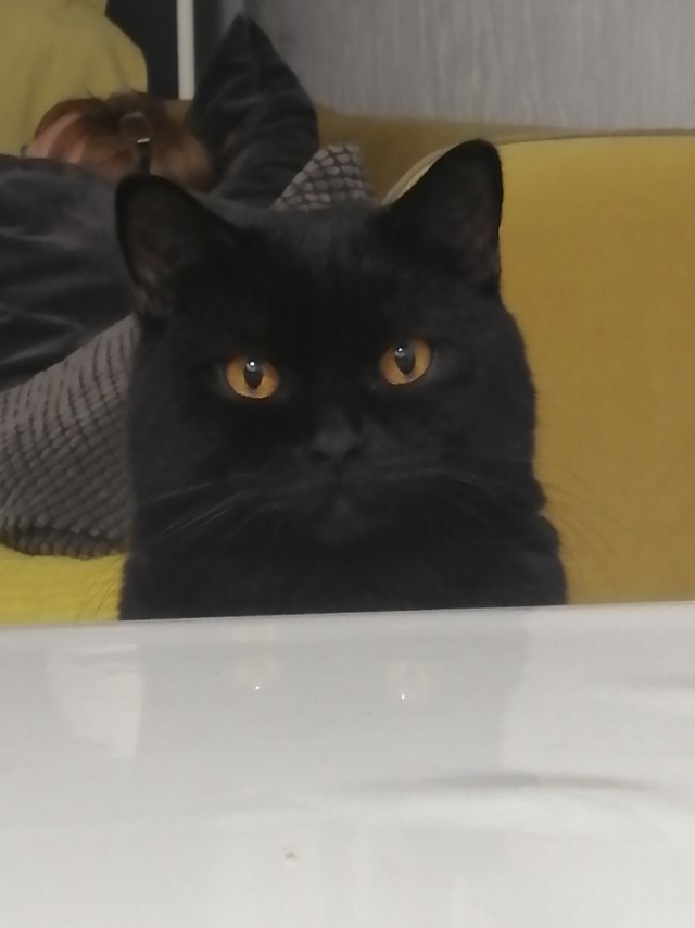 Котовторник 1.11.22