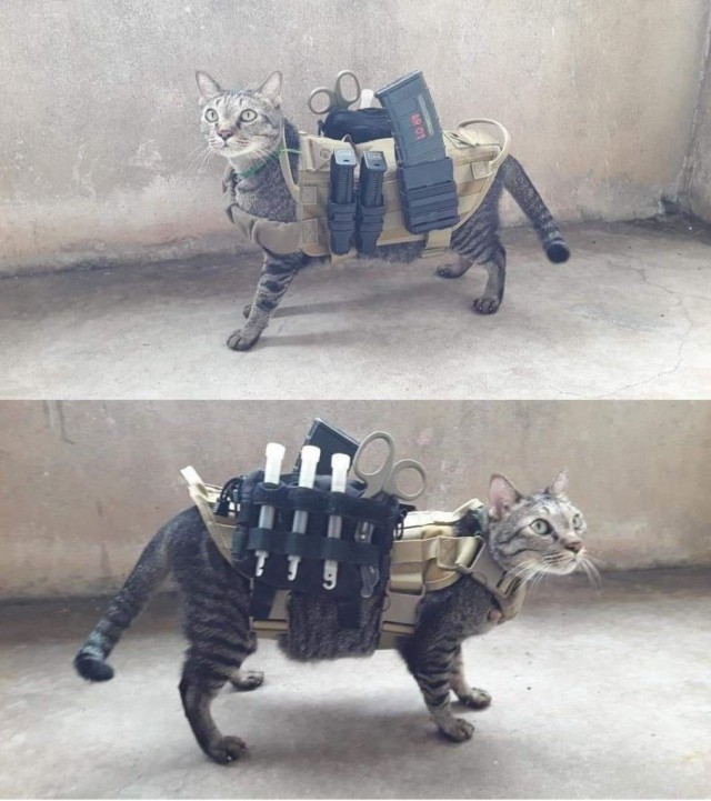 Вторник, ваши коты и кошки в студию