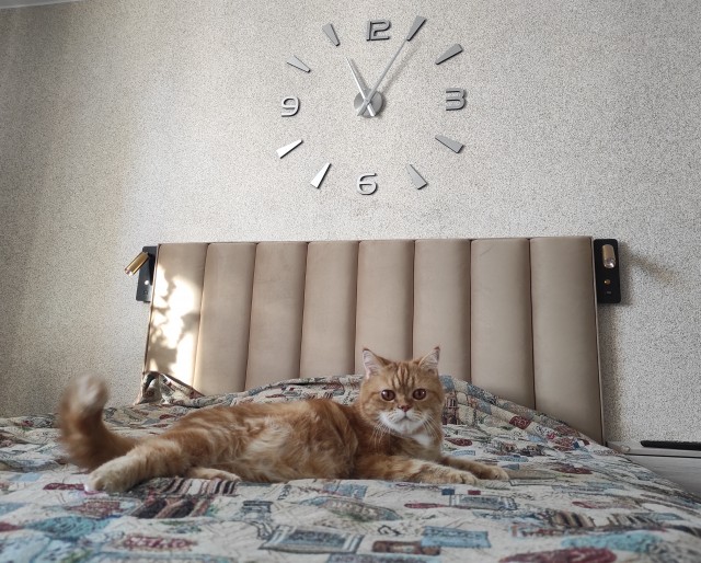 Коточетверг!