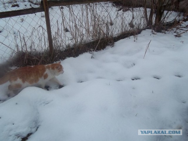 Жизнь домашнего приюта для котеек 432